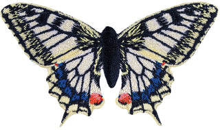 Anise Swallowtail Butterfly 6" through 8" - Stephen Wilson Studio