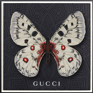 Apollo Butterfly Framed - Stephen Wilson Studio