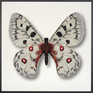 Apollo Butterfly Framed - Stephen Wilson Studio