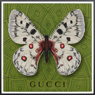 Apollo Butterfly Framed - Stephen Wilson Studio