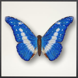 Blue Morpho Helena Butterfly Framed - Stephen Wilson Studio