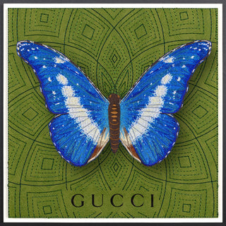 Blue Morpho Helena Butterfly Framed - Stephen Wilson Studio