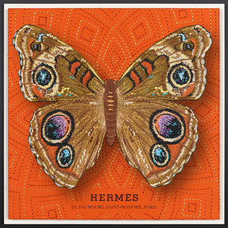 Buckeye Butterfly Framed - Stephen Wilson Studio