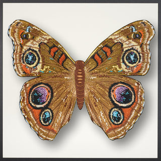 Buckeye Butterfly Framed - Stephen Wilson Studio