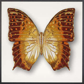 Charaxis Butterfly Framed - Stephen Wilson Studio