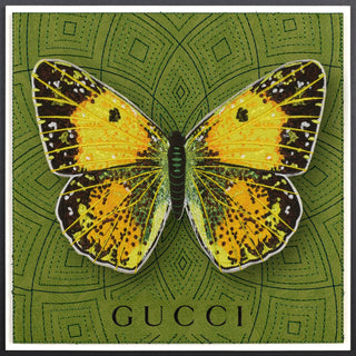 Clouded Sulfur Butterfly Framed - Stephen Wilson Studio