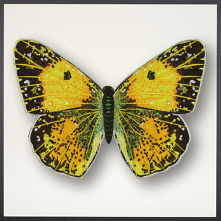 Clouded Sulfur Butterfly Framed - Stephen Wilson Studio