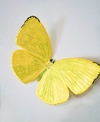 Cloudless Sulphur Butterfly 6" through 12" - Stephen Wilson Studio