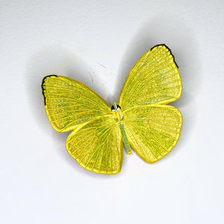 Cloudless Sulphur Butterfly 6" through 12" - Stephen Wilson Studio