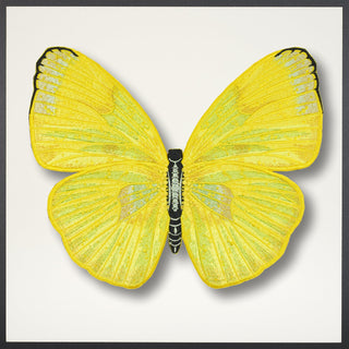 Cloudless Sulphur Butterfly Framed - Stephen Wilson Studio