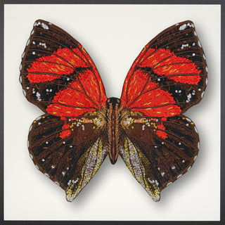 Ecuador Butterfly Framed - Stephen Wilson Studio