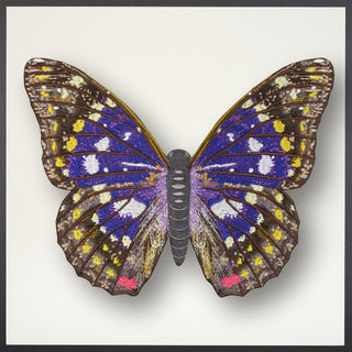 Emperor Butterfly Framed - Stephen Wilson Studio