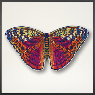 Forrester Butterfly Framed - Stephen Wilson Studio