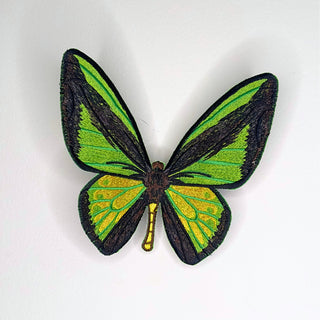 Green Birdwing Butterfly 6" through 8" - Stephen Wilson Studio