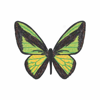 Green Birdwing Butterfly 6" through 8" - Stephen Wilson Studio