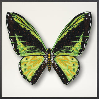 Green Birdwing Butterfly Framed - Stephen Wilson Studio