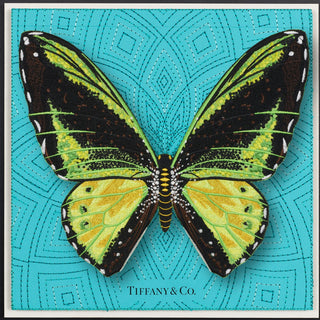 Green Birdwing Butterfly Framed - Stephen Wilson Studio