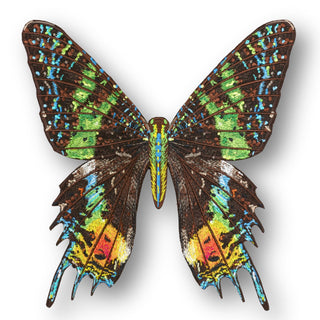 Madagascar Moth 6" through 12" - Stephen Wilson Studio