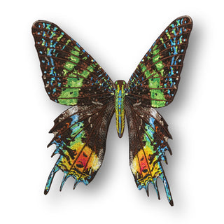 Madagascar Moth 6" through 12" - Stephen Wilson Studio