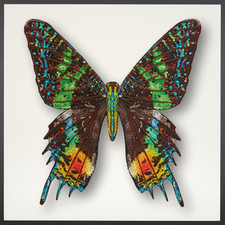 Madagascar Moth Framed - Stephen Wilson Studio