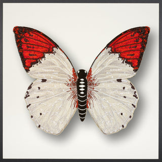 Pieridae Butterfly Framed - Stephen Wilson Studio