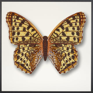 Queen of Spain Butterfly Framed - Stephen Wilson Studio