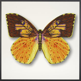 Southern Dogface Butterfly Framed - Stephen Wilson Studio