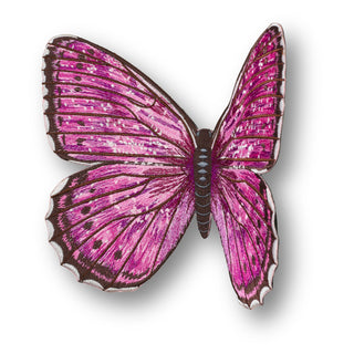 Violet Tip Brushveld Butterfly 6" through 12" - Stephen Wilson Studio