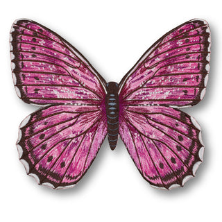 Violet Tip Brushveld Butterfly 6" through 12" - Stephen Wilson Studio