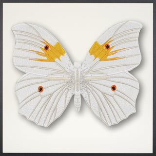 White Angel Butterfly Framed - Stephen Wilson Studio