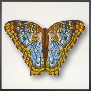 White Peacock Butterfly Framed - Stephen Wilson Studio